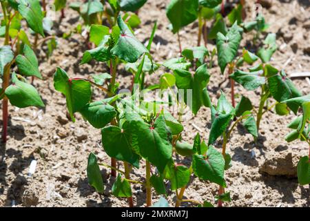 Das Feld des Sprossen-Buchweizens im Hintergrund des Himmels. Buchweizen, Fagopyrum esculentum, japanischer und Silberhüllenbuckweizen auf dem Feld. Nahaufnahme Nursing Bu Stockfoto