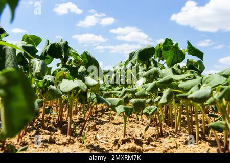 Das Feld des Sprossen-Buchweizens im Hintergrund des Himmels. Buchweizen, Fagopyrum esculentum, japanischer und Silberhüllenbuckweizen auf dem Feld. Nahaufnahme Nursing Bu Stockfoto