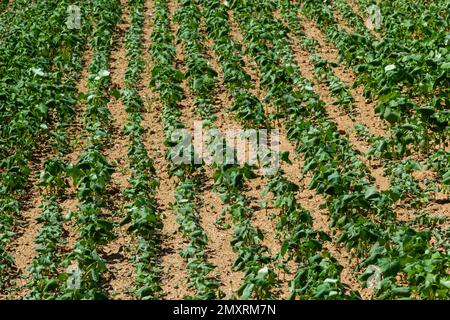 Das Feld des Sprossen-Buchweizens im Hintergrund des Himmels. Buchweizen, Fagopyrum esculentum, japanischer und Silberhüllenbuckweizen auf dem Feld. Nahaufnahme Nursing Bu Stockfoto