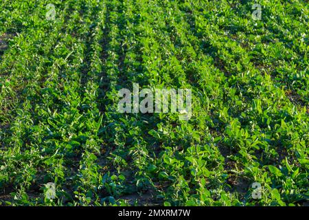 Landwirtschaftliche Soja-Plantage am sonnigen Tag - Grün wachsende Sojabohnen Pflanze gegen Sonnenlicht. Stockfoto