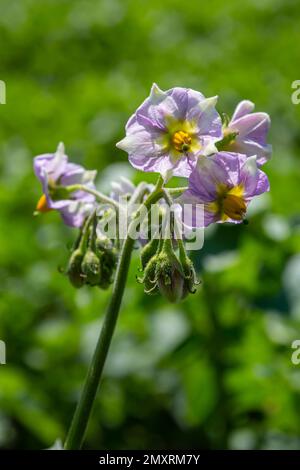 Blühen von Kartoffelfeldern, Kartoffelpflanzen mit weißen Blüten, die auf Bauernfiels wachsen. Stockfoto