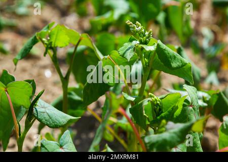 Das Feld des Sprossen-Buchweizens im Hintergrund des Himmels. Buchweizen, Fagopyrum esculentum, japanischer und Silberhüllenbuckweizen auf dem Feld. Nahaufnahme Nursing Bu Stockfoto