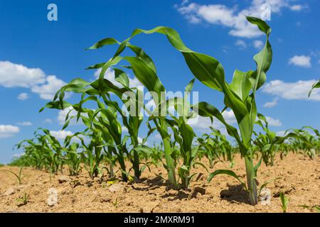 Reihen von Maiskeimen beginnen zu wachsen. Junge Maiskeimlinge wachsen in einem fruchtbaren Boden. Ein landwirtschaftliches Feld, auf dem junger Mais aufwächst. Ländliche Gebiete Stockfoto