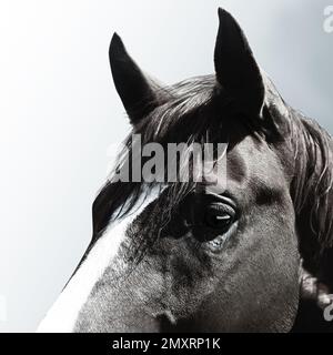 Wunderschönes Pferd auf grauem Hintergrund, Nahaufnahme Stockfoto