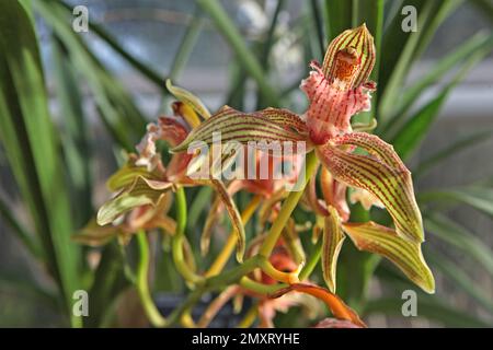 Cymbidium Orchidee, tracyanum stourbridge in Blüte. Stockfoto