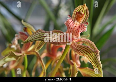 Cymbidium Orchidee, tracyanum stourbridge in Blüte. Stockfoto