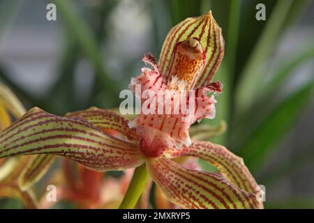 Cymbidium Orchidee, tracyanum stourbridge in Blüte. Stockfoto