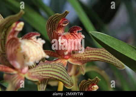 Cymbidium Orchidee, tracyanum stourbridge in Blüte. Stockfoto