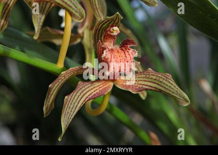 Cymbidium Orchidee, tracyanum stourbridge in Blüte. Stockfoto