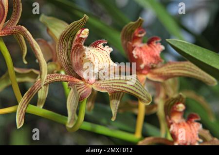 Cymbidium Orchidee, tracyanum stourbridge in Blüte. Stockfoto