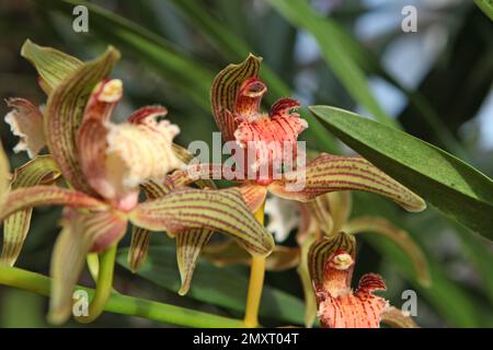 Cymbidium Orchidee, tracyanum stourbridge in Blüte. Stockfoto