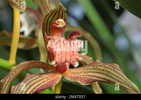 Cymbidium Orchidee, tracyanum stourbridge in Blüte. Stockfoto