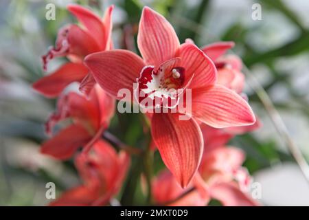 Cymbidium Orchidee Sandridge Torch Cindy in Blume. Stockfoto