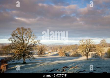 Eisige Felder und Eichen in der Nähe des Dorfes Semley in Wiltshire. Stockfoto