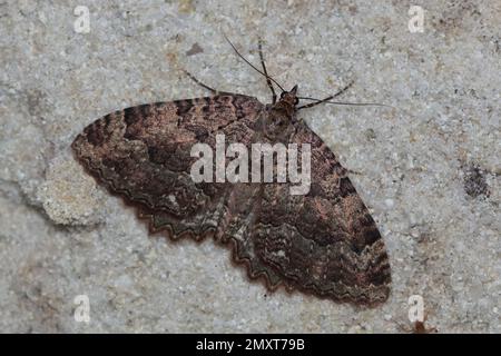 Die Gewebemotte (Triphosa dubitata) an der Kellerwand Stockfoto