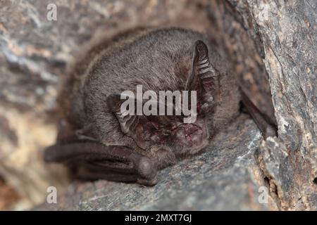 Die westliche Barbastelle, Barbastelle oder Barbastelle Fledermaus (Barbastella Barbastellus) Winterschlaf Fledermaus in Wänden Loch Stockfoto