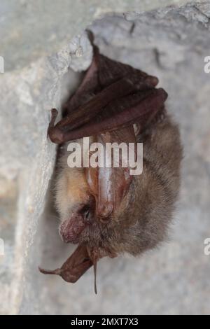 Die graue langohrige Fledermaus (Plecotus austriacus) im Winterschlaf an der Wand Stockfoto