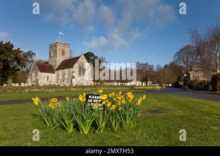 Narzissen wachsen auf dem Grün neben St. Marienkirche in Dinton, Wiltshire. Stockfoto