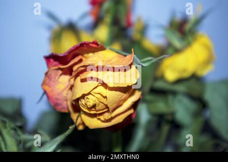 Eine verwelkte gelbe Rose mit roten Rändern auf hellblauem Hintergrund mit grünen Blättern Stockfoto