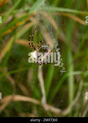 Eine weibliche Wespenspinne, die gerade eine männliche Wespenspinne nach der Paarung getötet hat. Stockfoto