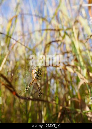 Eine weibliche Wespenspinne auf ihrem Netz, die tief im Gras positioniert ist. Stockfoto