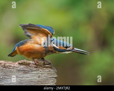 Ein jugendlicher Königsfischer, der seine Flügel auf einer Holzbank streckt. Stockfoto