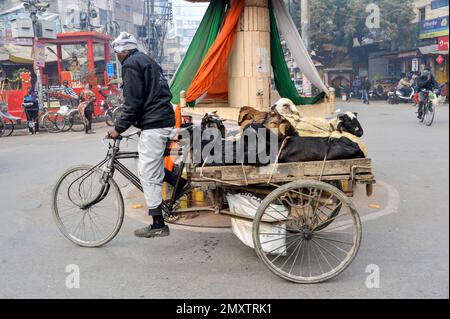 INDIEN. UTTARPRADESH. VARANASI (BENARES) TRANSPORT VON SCHAFEN AUF EINEM DREIRAD Stockfoto