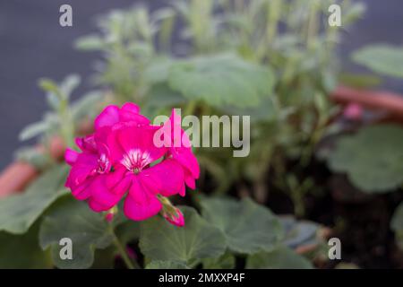 Die rosafarbene Blütenkopfblüte des Pelargoniums, auch bekannt als Pelargonium. Die Pflanze auf dem Foto ist eine der vielen Sorten von Pelargonium Stockfoto