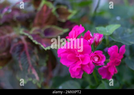 Die rosafarbene Blütenkopfblüte des Pelargoniums, auch bekannt als Pelargonium. Die Pflanze auf dem Foto ist eine der vielen Sorten von Pelargonium Stockfoto