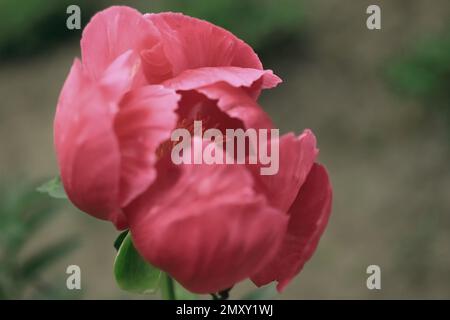 Die wunderschöne Nahaufnahme einer hübschen pinkfarbenen Pfingstrose im Frühlingsgarten im Anderson Iris Garden in Forest Lake, Minnesota. Stockfoto