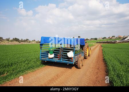 Thailändische Bauern, die auf israelischen Feldern in einer der landwirtschaftlichen Siedlungen arbeiten. Stockfoto