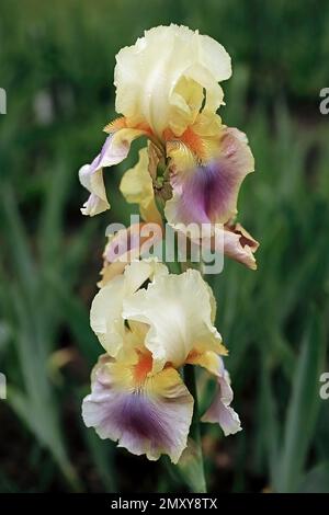 An einem späten Frühlingsnachmittag in den Anderson Iris Gardens in Forest Lake, Minnesota, blüht die lila und gelb bärtige Irisblüte doppelt. Stockfoto