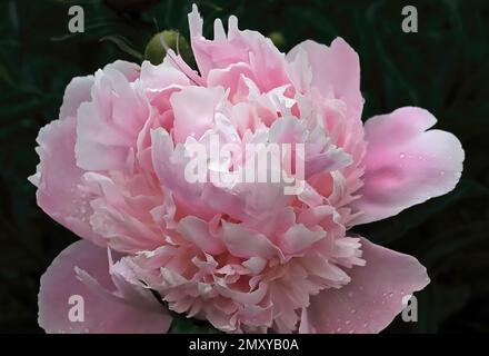 An einem Frühlingsnachmittag in den Anderson Iris Gardens in Forest Lake, Minnesota, in einem blühenden Garten eine hübsche rosa Pfingstrose. Stockfoto