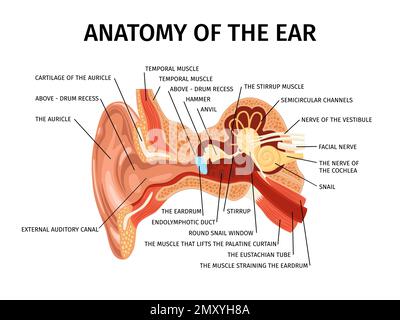 Realistische Anatomie der menschlichen Ohrzusammensetzung mit Diagrammansicht der äußeren und inneren Teile der Ohrvektordarstellung Stock Vektor