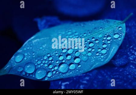 Pop Art surrealer Stil von Gradient Blau gefärbtem Pflanzenblatt mit Wassertröpfchen Stockfoto