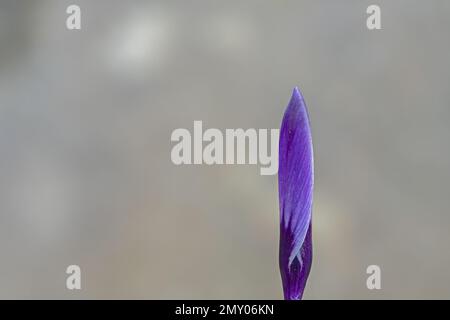 Ein einziger purpurner Krokus auf dem alten Friedhof von Southampton Stockfoto