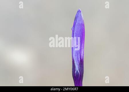 Ein einziger purpurner Krokus auf dem alten Friedhof von Southampton Stockfoto