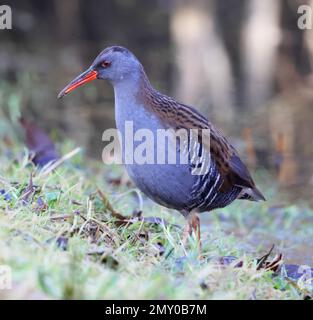 Die Secretive Water Rail ( Rallus aquaticus ) bietet einen nahen Blick vom Willow Hide am Slimbridge WWT Gloucestershire UK Stockfoto