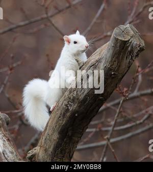 Ein reines weißes graues Eichhörnchen, eines der wenigen, die man in Winchcombe in Gloucestershire, Großbritannien, oft sieht Stockfoto