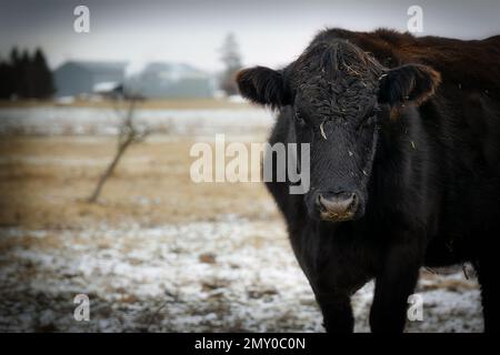 Eine mit Heu bedeckte Kuh, nachdem sie auf einem Winterfeld auf einer lokalen Farm in der Nähe von Manitowoc, Wisconsin, weidet. Stockfoto