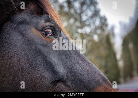 Ein Selfie im Auge eines wunderschönen Pferdes in der Nähe von Manitowoc, Wisconsin. Stockfoto