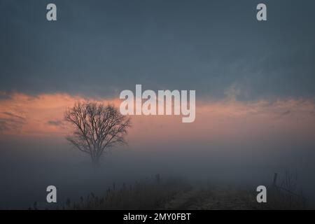 Eine Landstraße im Mittleren Westen verschwindet im Nebel auf einem Feld in der Nähe von Crescent, Iowa. Stockfoto