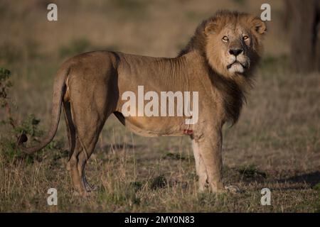 Verschiedene Action-Aufnahmen der Löwen Stockfoto