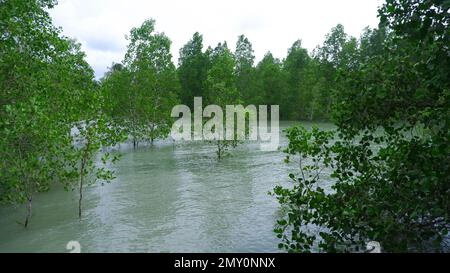 Avicennia Marina Bäume, die an einem sonnigen Tag am Meer im Dorf Belo Laut gedeihen Stockfoto