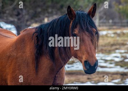 Schönes Pferd mit schwarzer Mähne an einem Wintertag in St. Croix Falls, Wisconsin, USA. Stockfoto