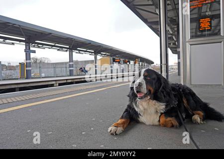 Berner Berghund auf dem Bahnsteig wartet auf einen Zug Stockfoto