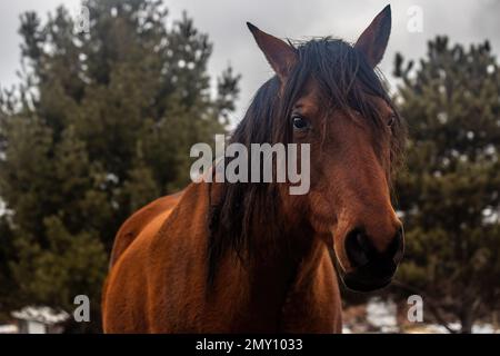 Schönes Pferd mit schwarzer Mähne an einem Wintertag in St. Croix Falls, Wisconsin, USA. Stockfoto