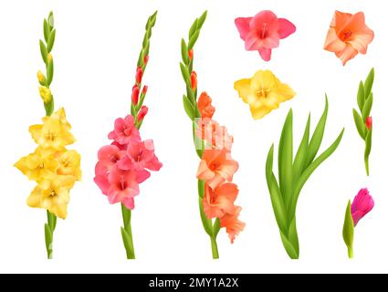 Realistisches Set gelber rosafarbener und orangefarbener Gladiolusblüten mit isolierten Vektordarstellungen Stock Vektor