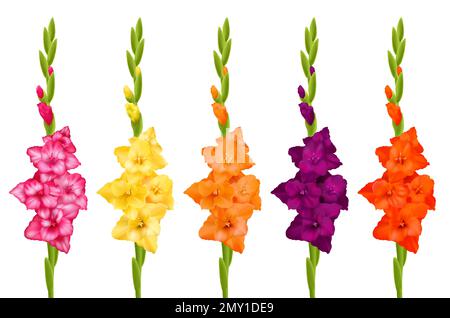 Wunderschöne Gladiolenblumen in verschiedenen Farben realistische Darstellung auf weißem Hintergrund Stock Vektor