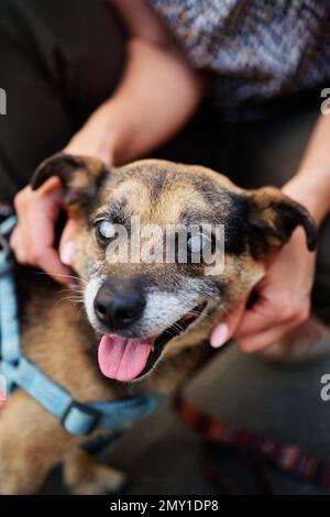 Blinder Hund, Katarakt am Auge. Freiwilliger mit Hundegesicht. Hochwertiges Foto Stockfoto